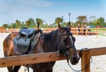 Pferd © Envato Elements