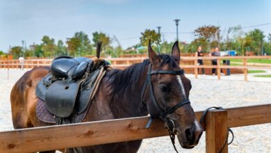 Pferd © Envato Elements